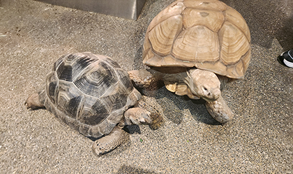 [가평/2月] 1박 2일 키즈풀펜션 여행