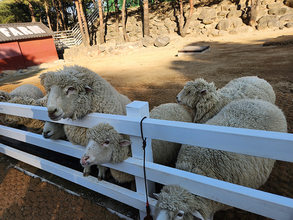 로얄스위트 키즈 베른