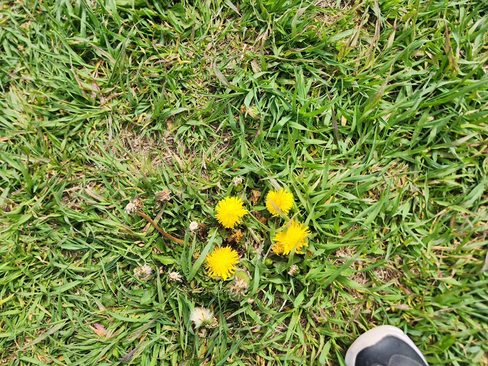 디냥이가 처음 찍어 준 가족사진