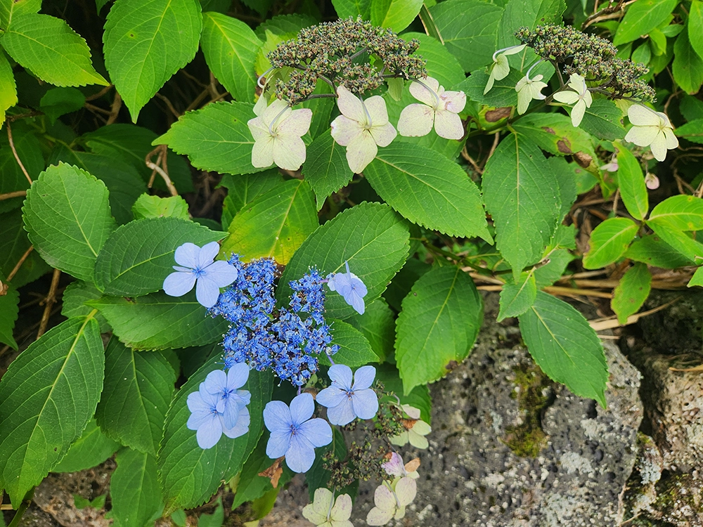 제주 돌 문화 공원 + 설문대할망전시관 어린이관