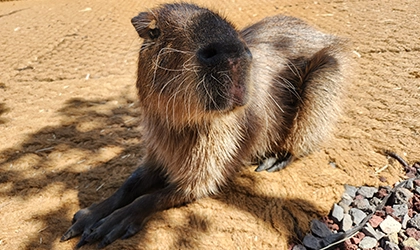 [제주/8月] 7세와 3세 아이랑 제주 4박 5일 한여름 여행 4일차