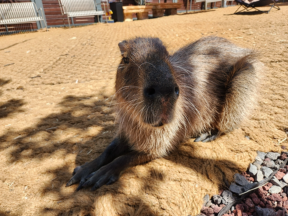 7세와 3세 아이랑 제주 4박 5일 한여름 여행 4일차