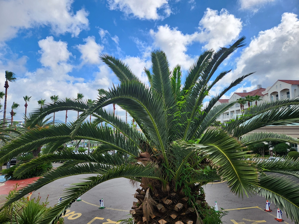 소노벨 제주 스위트 스탠다드 더블 취사