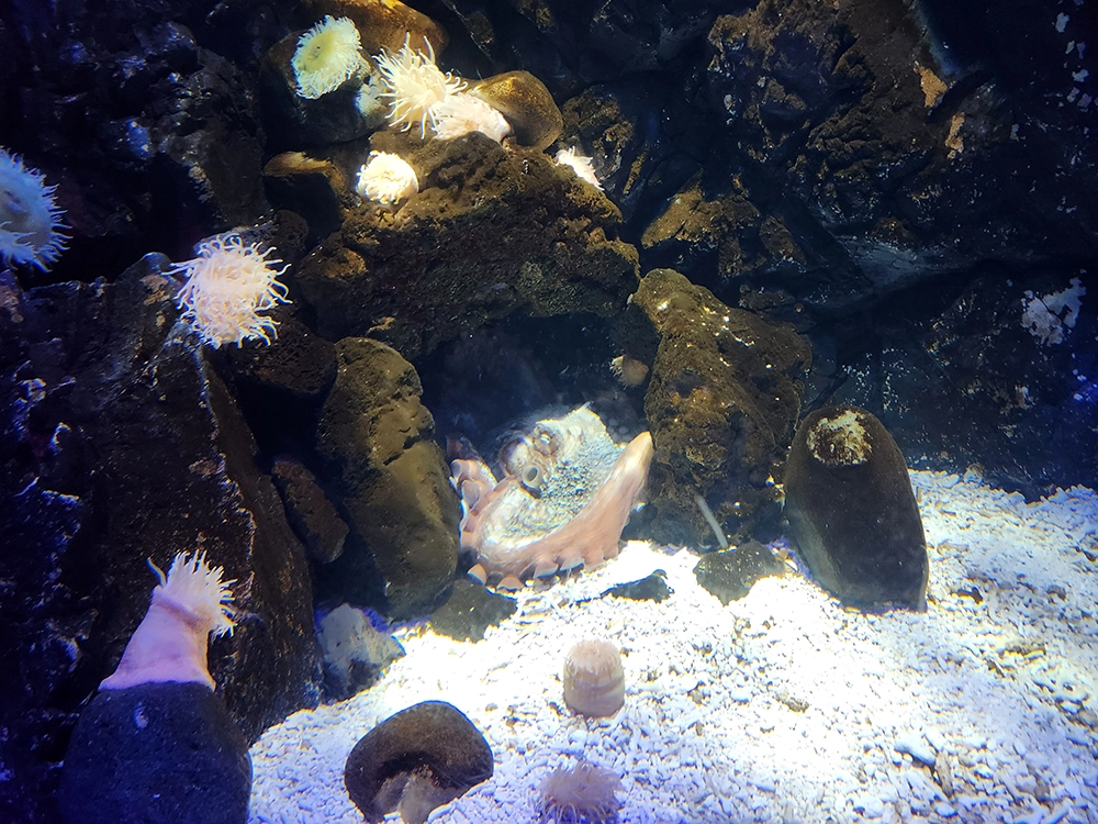 아쿠아플라넷 x 다흑 곤충 파충류 기획전