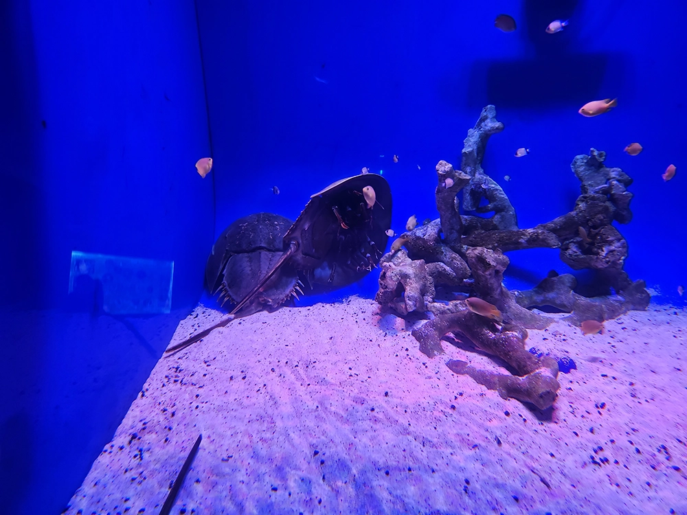 아쿠아플라넷 x 다흑 곤충 파충류 기획전