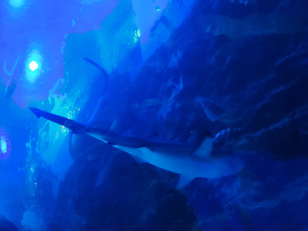 아쿠아플라넷 x 다흑 곤충 파충류 기획전