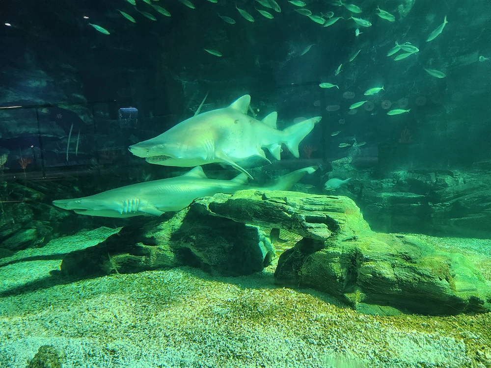 아쿠아플라넷 x 다흑 곤충 파충류 기획전