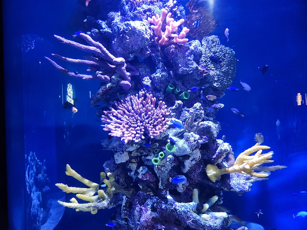 아쿠아플라넷 x 다흑 곤충 파충류 기획전