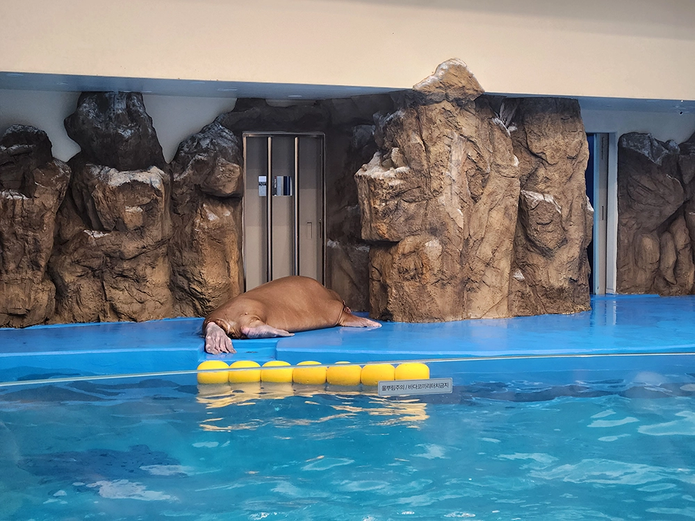 아쿠아플라넷 x 다흑 곤충 파충류 기획전