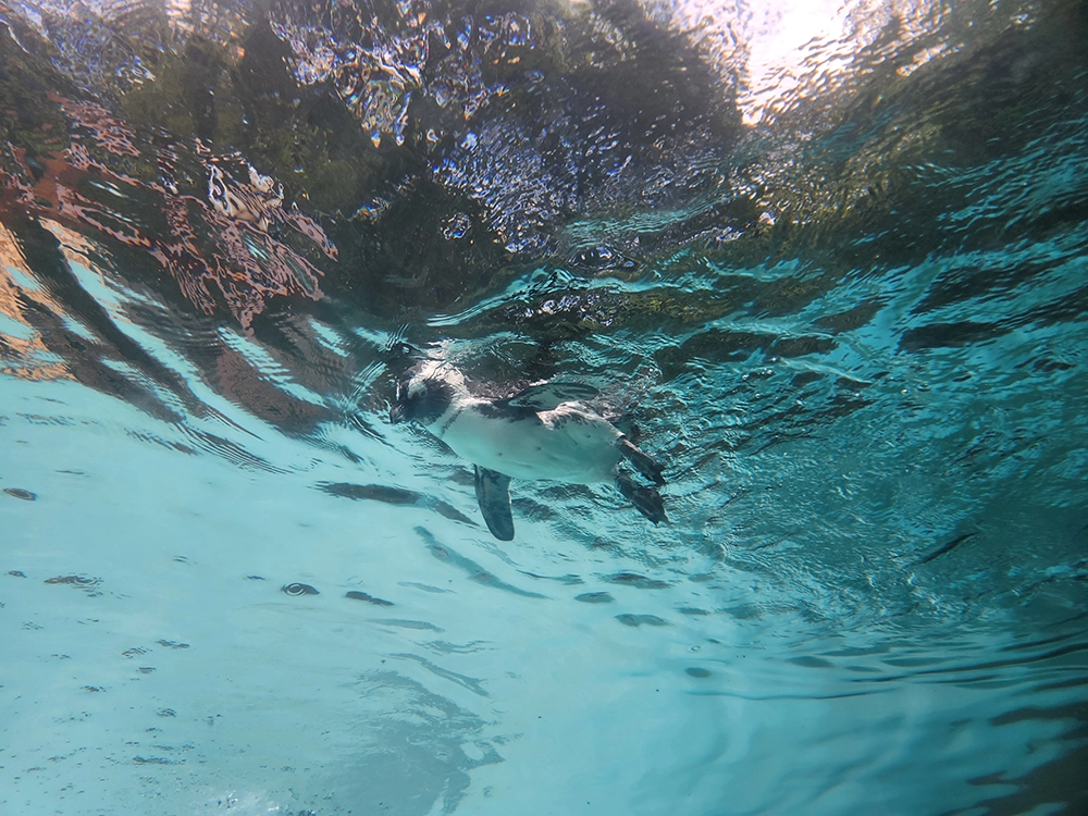 키 90cm 에버랜드 즐기기