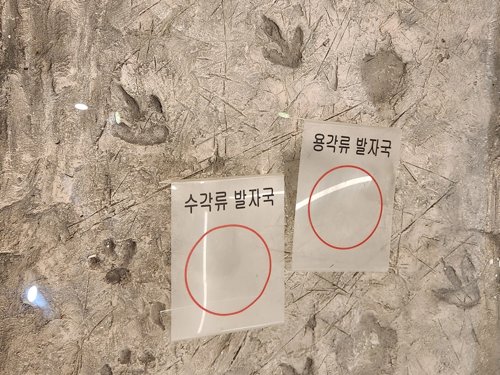 안면도 쥬라기 박물관