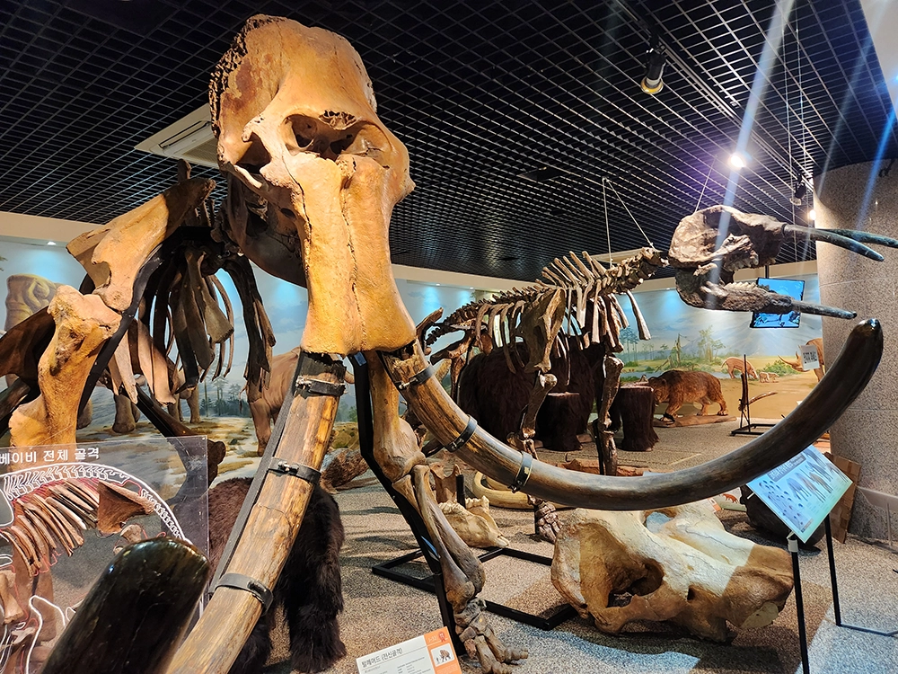 안면도 쥬라기 박물관