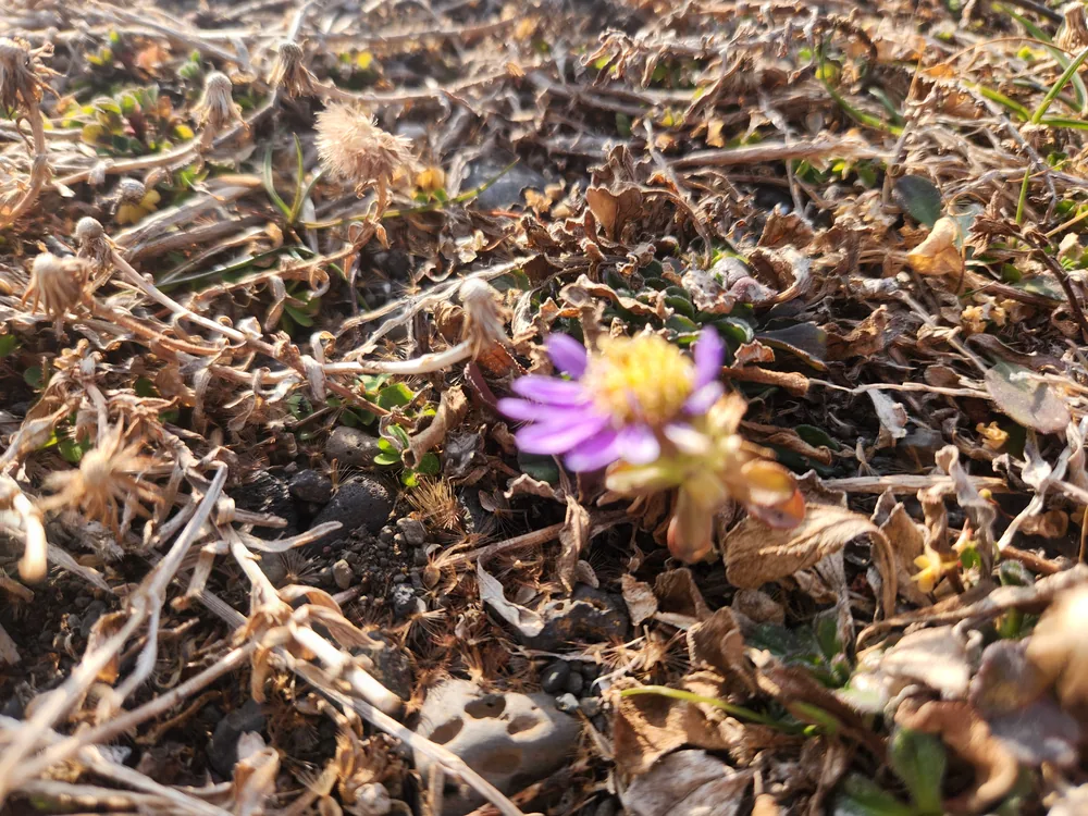 바람 부는 해안 산책길의 식물