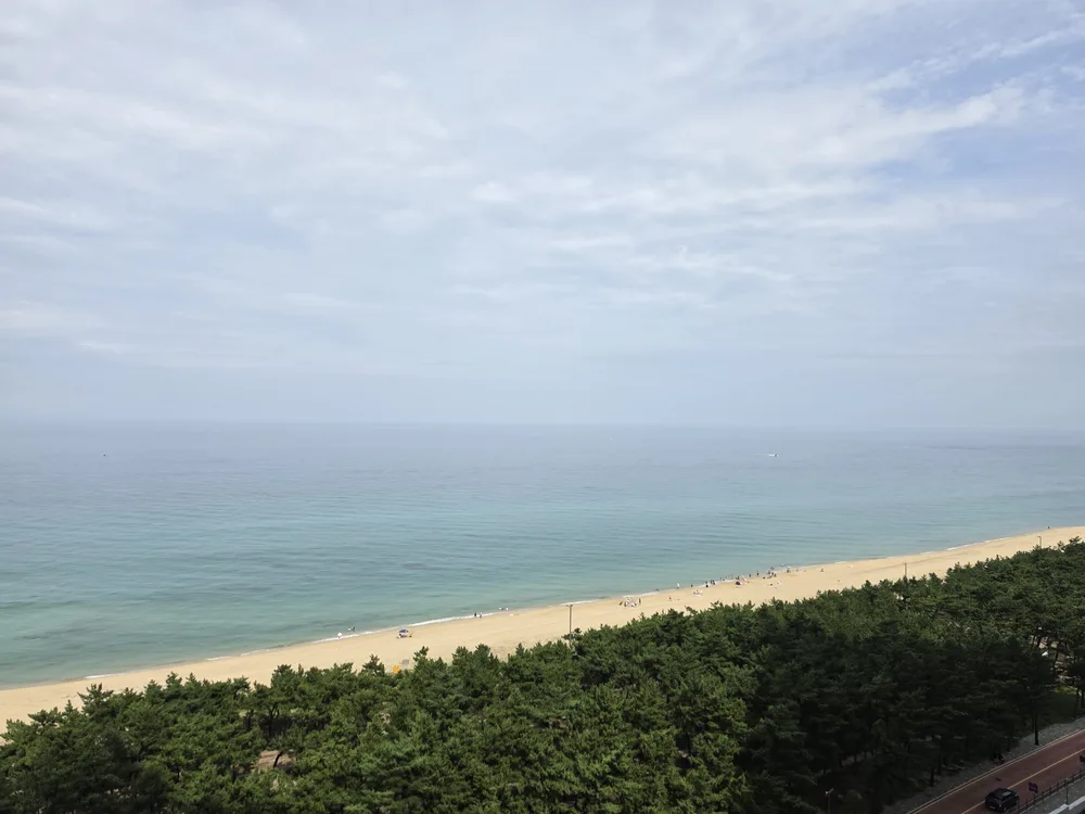 실제 이용한 디럭스 객실에서 바라본 소나무 숲과 백사장, 바다