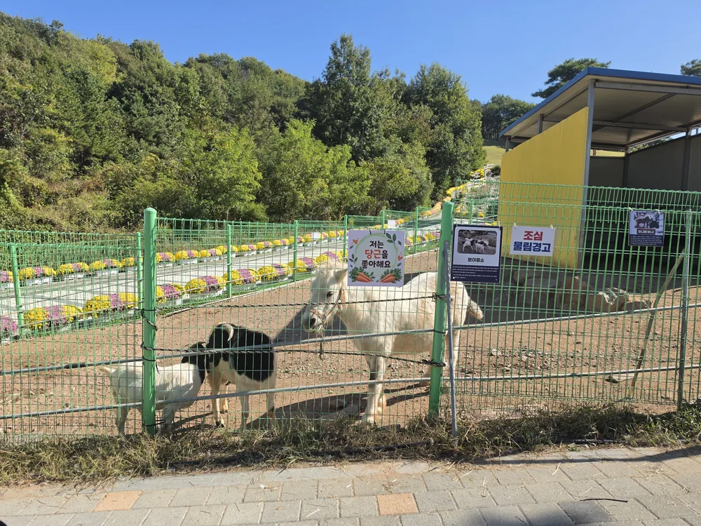 동물농장 울타리 안의 작은 말과 염소