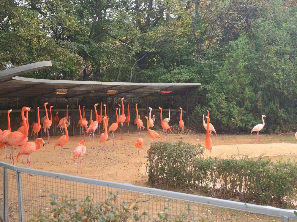 물가에 모여 있는 서울대공원 홍학 무리