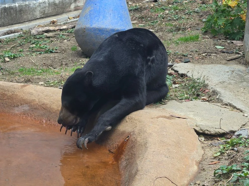 앞발을 물가에 내밀고 엎드려 있는 곰